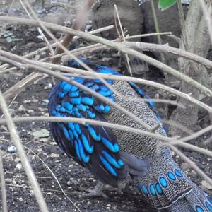 Palawan peacock-pheasant male