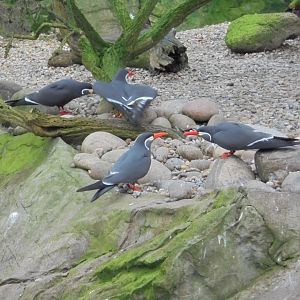 Inca terns in Penguin coasts