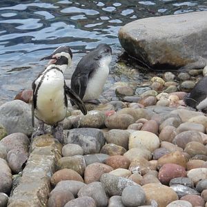 African penguins in penguin coasts