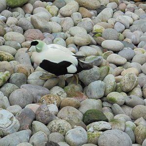 Male Common eider in Penguin coasts