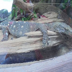 Crocodile monitor in Realm of the Red Ape