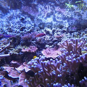 Reef tank in Aquarium