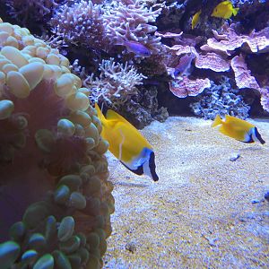 Foxface rabbitfish (?) in aquarium