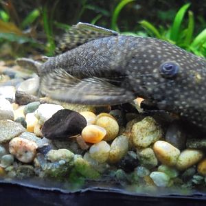 Catfish sp. in Aquarium
