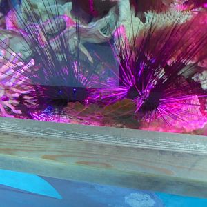 Pacific long-spined black sea-urchin