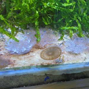 Upside-down jellyfish