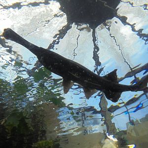 American paddlefish in the Aquarium
