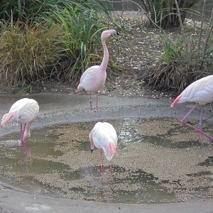 Close-up of Greater flamingoes