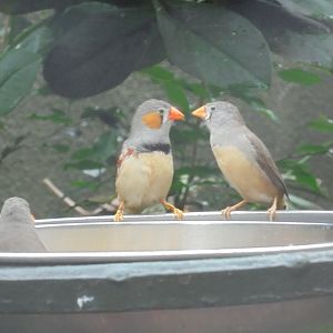 Chestnut-breasted zebra finch in Realm of the Red Ape