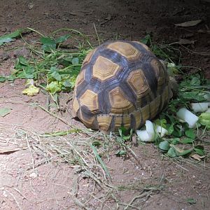 Ploughshare tortoise in Dragons in Danger