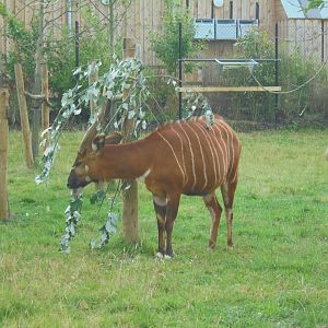 Eastern bongo in old paddock