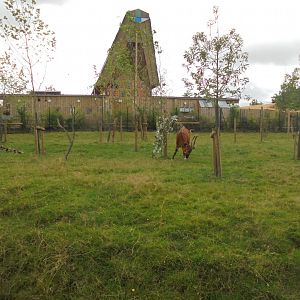 Old bongo paddock in front of Islands