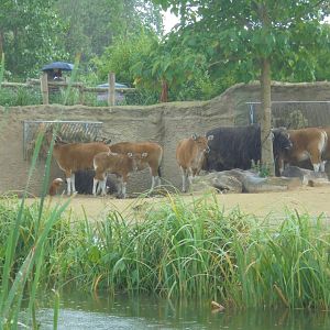 Javan Banteng in Islands