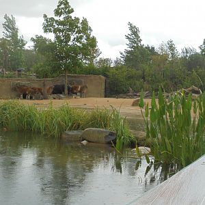 Banteng enclosure from boat