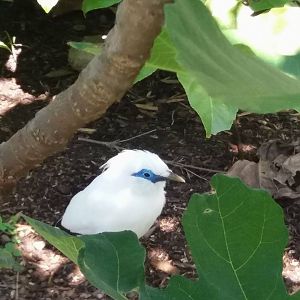 Bali starling in Temple walkthrough