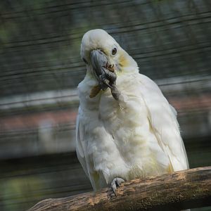 Citron-crested cockatoo