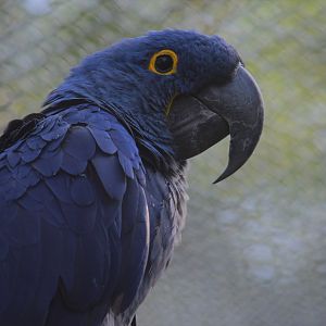 Hyacinth macaw