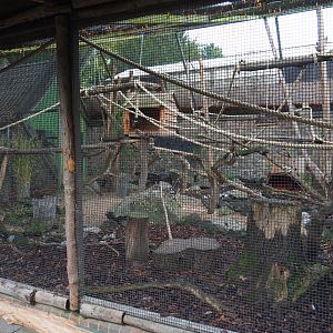 Azara's agouti and White-faced saki exhibit, 2019-10-05