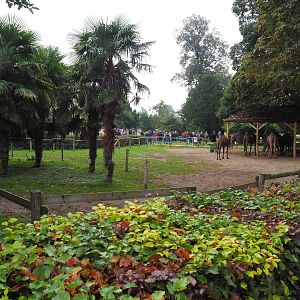 Dromedary camel paddock, 2019-10-05