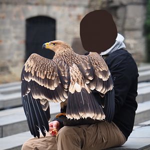 Keeper training booted eagle (Aquila pennata), 2019-10-05