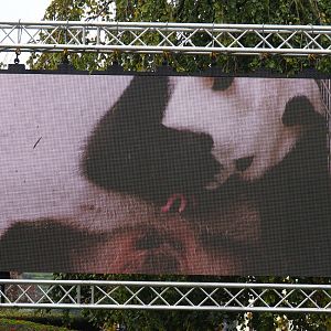 Screen showing clips of the recent giant panda twin birth, 2019-10-05