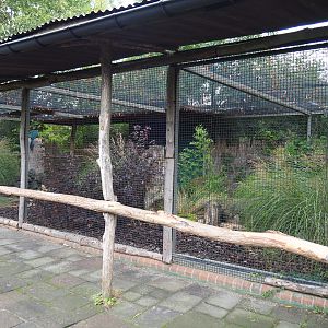 Great blue turaco aviary, 2019-10-05