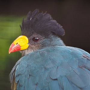 Great blue turaco (Corythaeola cristata), 2019-10-05