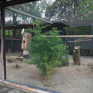 Greater sulphur-crested and Salmon-crested cockatoo, Lady Amherst's pheasant and Satyr tragopan aviary, 2019-10-05