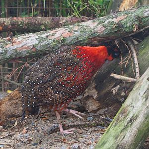 Satyr tragopan (Tragopan satyra), 2019-10-05