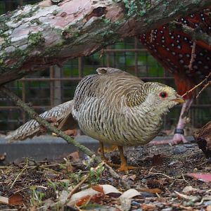Female Golden pheasant, yellow mutation (Chrysolophus pictus), 2019-10-05