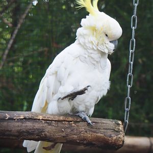 Greater sulphur-crested cockatoo (Cacatua galerita), 2019-10-05