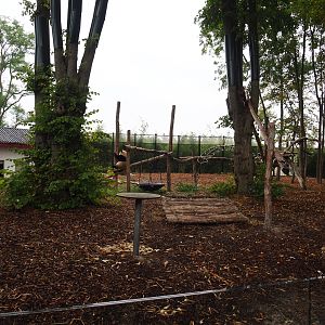 Exhibit for giant panda Tian Bao, 2019-10-05