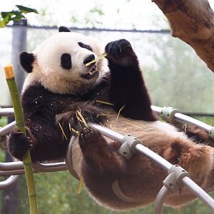 Giant panda (Ailuropoda melanoleuca) Tian Bao, 2019-10-05