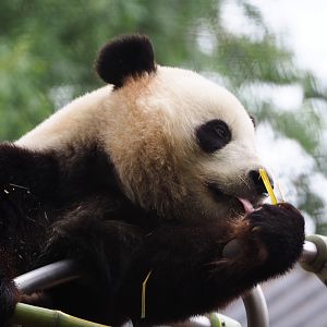 Giant panda (Ailuropoda melanoleuca) Tian Bao, 2019-10-05
