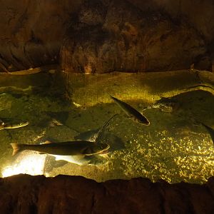 European seabass and Thornback ray pool, 2019-10-05