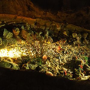 Temperate sea rock pool with invertebrates, 2019-10-05