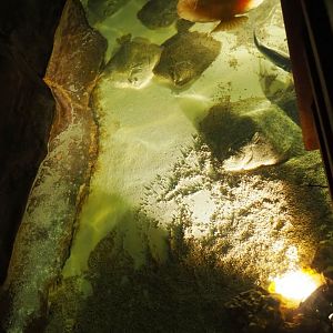 Turbot pool, 2019-10-05