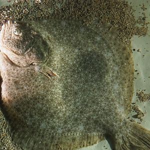 Turbot (Scophthalmus maximus), 2019-10-05