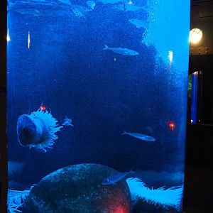 Cylindrical tank with blotched picarels and large sea anemones, 2019-10-05