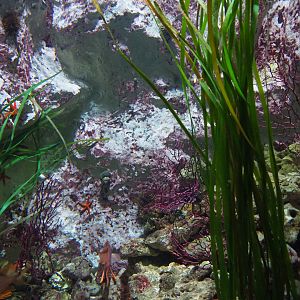 Swallowtail seaperch aquarium, 2019-10-05