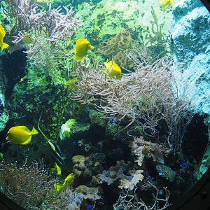 Yellow tang, Moorish idol and damselfish aquarium, 2019-10-05