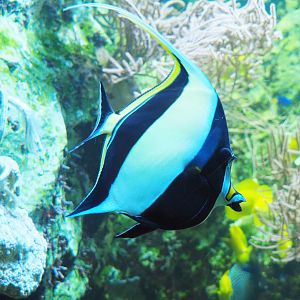 Moorish idol (Zanclus cornutus), 2019-10-05
