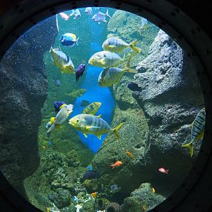 Golden trevally, pufferfish, tang and angelfish aquarium, 2019-10-05