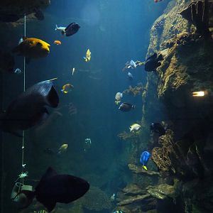 Tall tropical tank next to one of the staircases in the aquarium, 2019-10-05