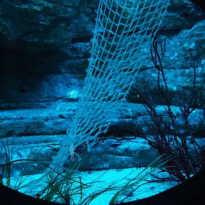 Japanese pineapplefish tank, 2019-10-05