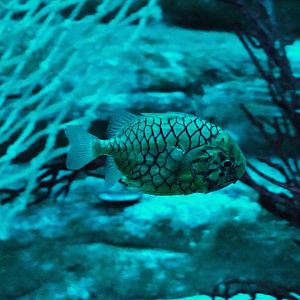 Japanese pineapplefish (Monocentris japonica), 2019-10-05