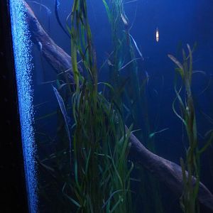Pipefish aquarium, 2019-10-05
