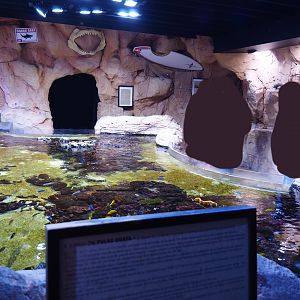 Indo-Pacific reef aquarium, 2019-10-05