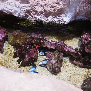 Scarlet cleaner shrimp and hermit crab aquarium, 2019-10-05