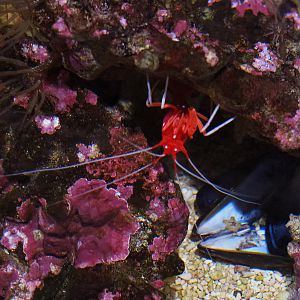 Scarlet cleaner shrimp (Lysmata debelius), 2019-10-05